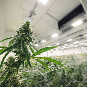 Marijuana Growing and Distribution Facilities in New Jersey